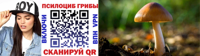 Купить где  Новоузенск  Псилоцибиновые грибы ЛСД 